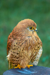 Naklejka premium Common Kestrel