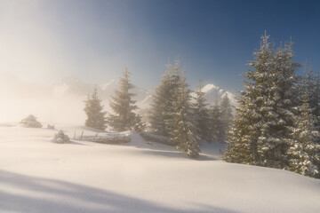 Fototapeta na wymiar Misty sunrise above the clouds in the alps with fresh snow and fir trees