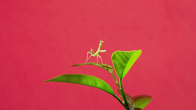 praying mantis Sphodromantis viridis ecological green leaves pest insect macro