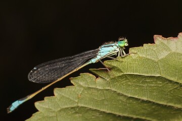 blue damselfly Ischnura on a leaf