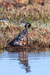 Great crested grebe mating at their nest
