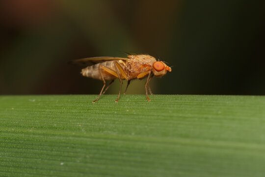 Lesser Fruit Fly Drosophila Melanogaster