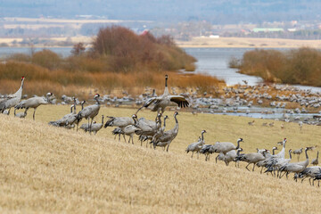 Fototapeta na wymiar Dancing Cranes at a lake in the spring