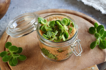 Preparation of silver spurflower syrup against common cold