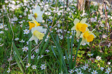 Wild Daffodil and Wood anemone in spring on a meadow