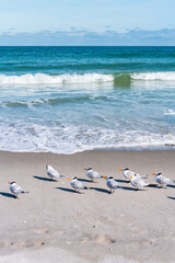 Beautiful picture with the view of Melbourne Beach in Florida with Gull birds