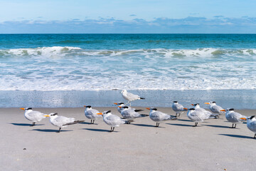 Beautiful picture with the view of Melbourne Beach in Florida with Gull birds