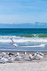Obraz premium Beautiful picture with the view of Melbourne Beach in Florida with Gull birds