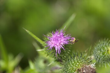 bee on thistle