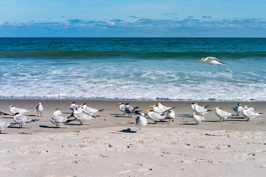 Beautiful picture with the view of Melbourne Beach in Florida with Gull birds