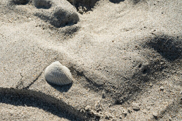 Fototapeta na wymiar Shells on the Beach sand in Melbourne, Florida.
