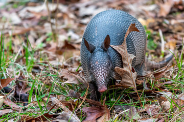 A nine-banded armadillo (Dasypus novemcinctus) searching for food in the Harris Neck National Wildlife Refuge, Georgia, USA.