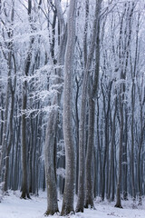 Beech forest in winter. Tree branches and trunks covered with rime. Picture taken on a cloudy day, uniform and soft light.