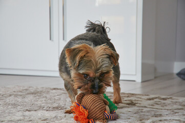 A small York dog is playing with his toy.