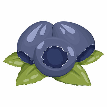 Blueberries with leaves, forest berries vector image, juicy and appetizing sticker on a transparent background