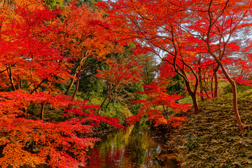 autumn in the forest