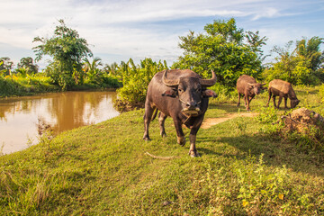 Fototapeta premium Water Buffalo in a Rice Field Thailand Southeast Asia