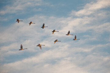 White  Swans flying in a cloudy winter sky