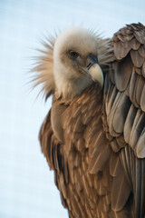 Portrait of griffon vulture (Gyps fulvus) on stump