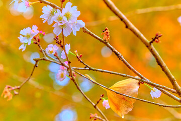 Cherry Blossoms in Autumn