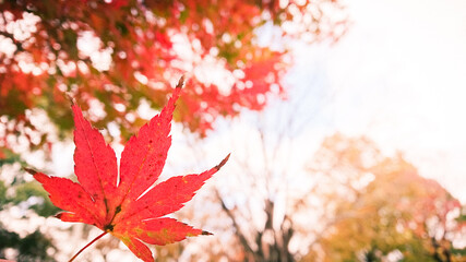 Autumn leaves with the blue sky background