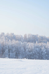 Winter forest and foggy sky. Dreamy winter forest with snow on trees. 