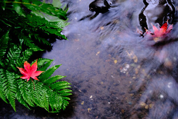 Japanese Garden in Autumn