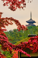 Japanese Garden in Autumn