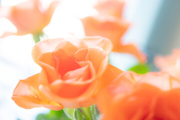 Rose in pastell