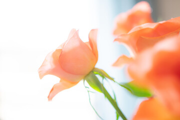 Rose in pastell © Wolfgang