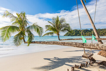 Beautiful coconut on the beach in tropical sea at Trad Province, Thailand.