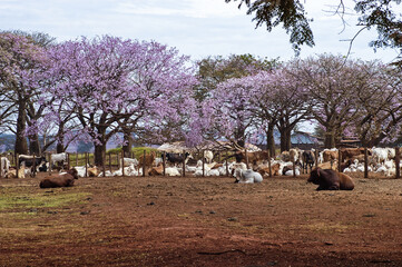 Gado descansando , arvores floridas.