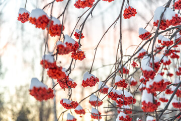 red rowan bush with berries in winter in the snow