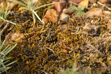 黄色いコケ　