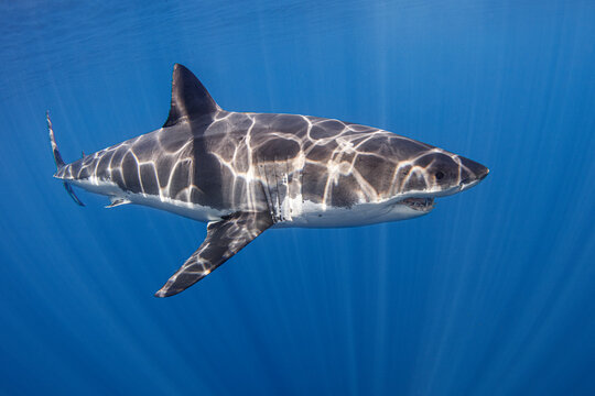 Mexico, Guadalupe Island, Great white shark (Carcharodon carcharias) in sea