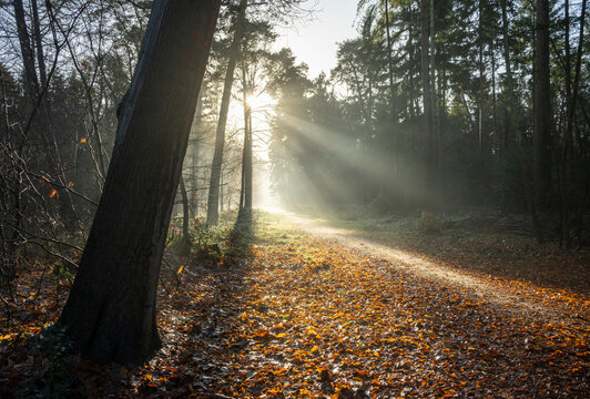 Sun shining through trees in Autumn forest