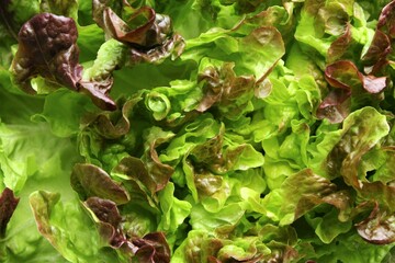 Lettuce texture background. stock full frame photo top view 