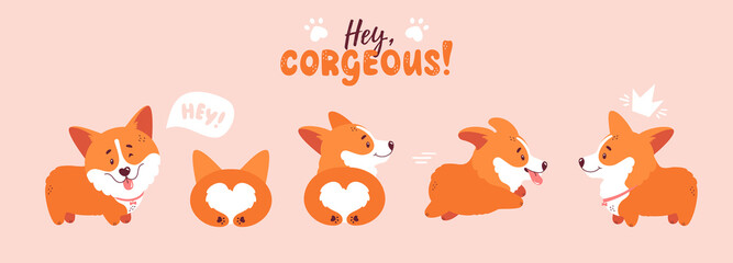 Cute welsh corgi puppy set. Different poses - dog is standing, running, lying. Little and funny corgis isolated characters. Front, back and side doggy view. Vector cartoon illustrations.