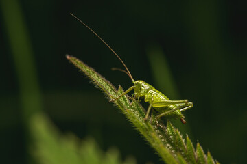 A macro shot of a green grasshopper doing its big business (pooping).