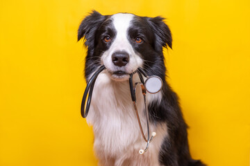 Fototapeta na wymiar Puppy dog border collie holding stethoscope in mouth isolated on yellow background. Purebred pet dog on reception at veterinary doctor in vet clinic. Pet health care and animals concept