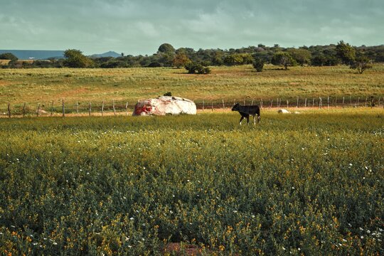 vaca em um campo verde