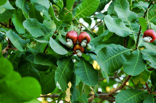 P&eacute; de caju fruta , cajueiro com fruto