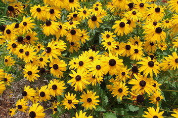 flower, yellow, 해바라기, 네이처, flower, 여름, 들판, 해바라기, 식물, 뜰, 블로섬, 미, 꽃, 경작, 개화, 봄, 똑똑하다, 태양, 데이지, 식물, 변색, beautiful, 루드베키아, 다채로운