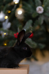A black rabbit on the background of a Christmas tree.