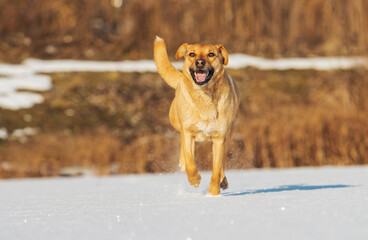 funny dog running in the snow