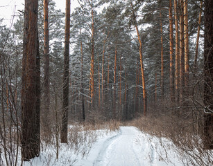 A walking path in a winter pine forest. In the snow there are ancient pines and small shrubs