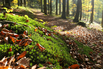 Sunny autumn forest