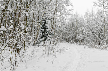 Hiking trail in the forest in winter with lots of snow, footprints in the snow of people