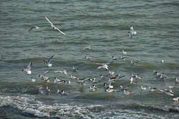 Russia. East Caucasus, Republic of Dagestan. A flock of sea gulls feed on the coastal waters of the Caspian Sea along the embankment of the city of Makhachkala.