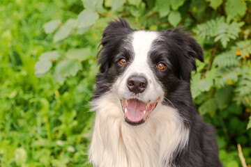 Outdoor portrait of cute smiling puppy border collie sitting on park background. Little dog with funny face in sunny summer day outdoors. Pet care and funny animals life concept